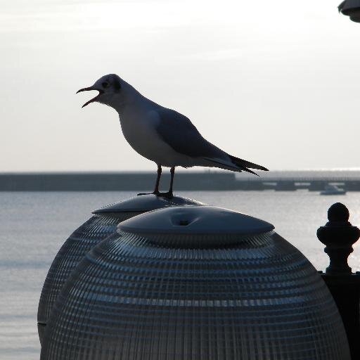Humour littoral depuis 2011. Le goéland moqueur est une espèce rare qui aime tourner en dérision l'actualité et faire partager ses vols à travers le monde.