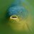CarpAlley's profile image