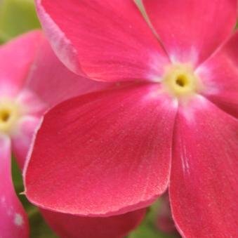 HUDA_SUETTER's profile picture. DOCTOR IN BDF