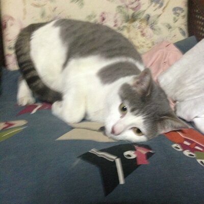ほーす