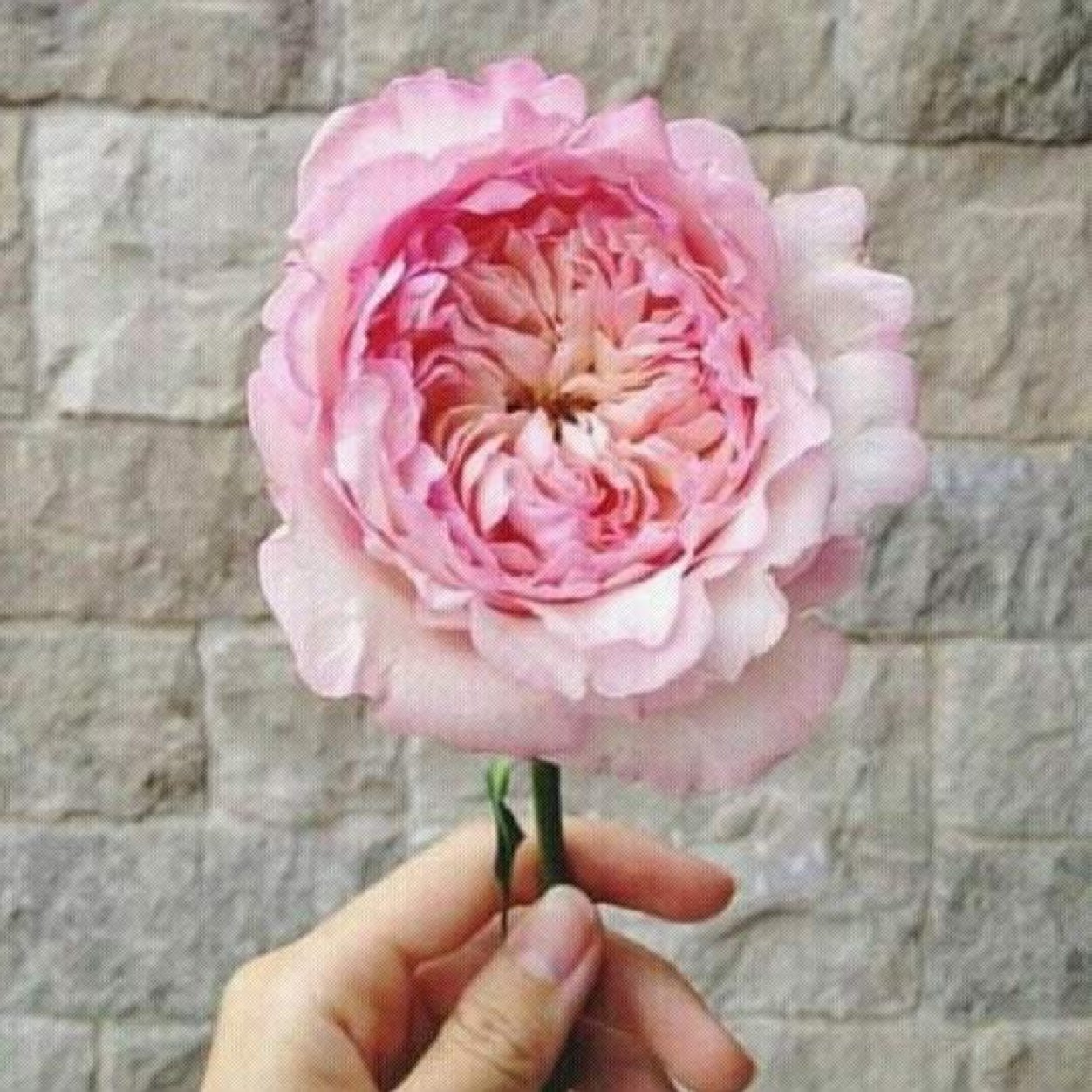@Mnalotaibi1 @H_20_10 @wsoom331 @mhoialotaibi @Ahlam__Abdullah @Norahalotaibi88 @haya_f0