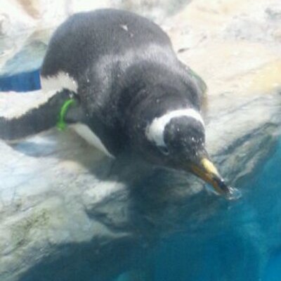 わか レントゲン写真に 変なものが バリウムが残ってる え そして 虫垂炎ではなく 憩室炎だろうとのこと わか レントゲン写真に 変なものが バリウムが残ってる え そして 虫垂炎ではなく 憩室炎だろうとのこと