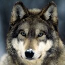 Jim Dix (@GrizzlyWolf2) Twitter