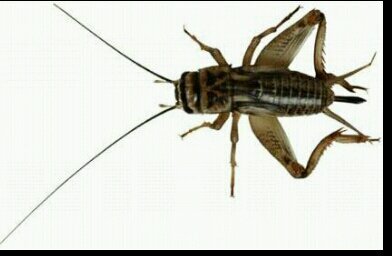 CRI CRI CRI CRI CRI CRI CRI CRI CRI CRI CRI CRI CTI CRI CRI CRI CRI CRI CRI CRI CRI CRI  DA RT :)
