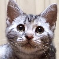 いけ (@ike10568) Twitter profile photo