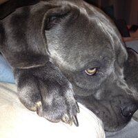 claudia italy (@congania) 's Twitter Profile