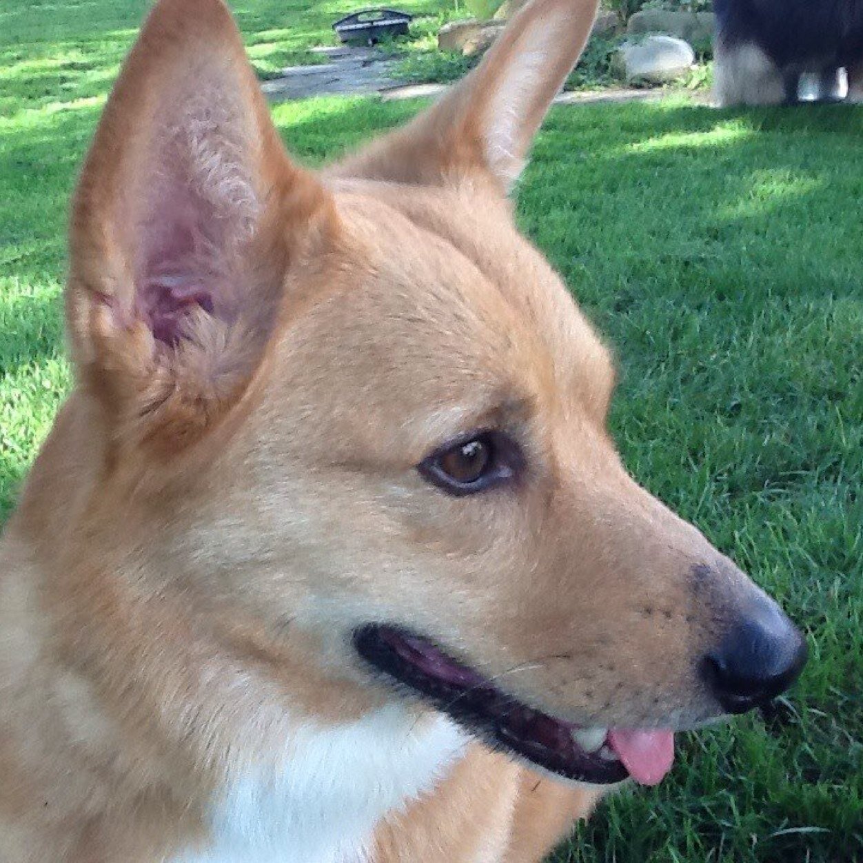 Ph.D, Greatest Pup Ever