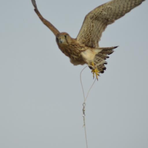 DOASERI's profile picture. للخيل خياله و للحـرب فرســان