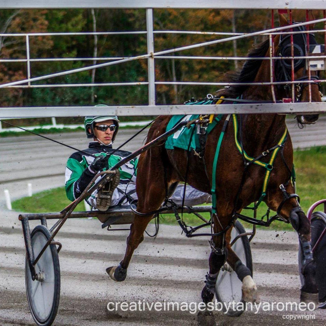 Standardbred driver/trainer/owner