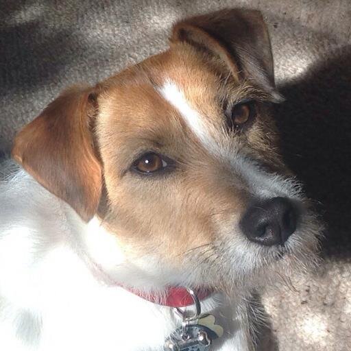 TulieDog's profile picture. I was born in Ireland but lost my home. The Dogs Trust in Newbury took me in, and now I happily live with Janet and John in Oxfordshire. #zombiesquad