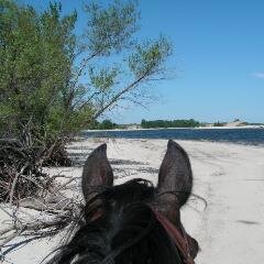 morganpiaffe's profile picture. writer, artist, horses