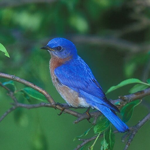 BowersSuzette's profile picture. Education Connection Technology and Design