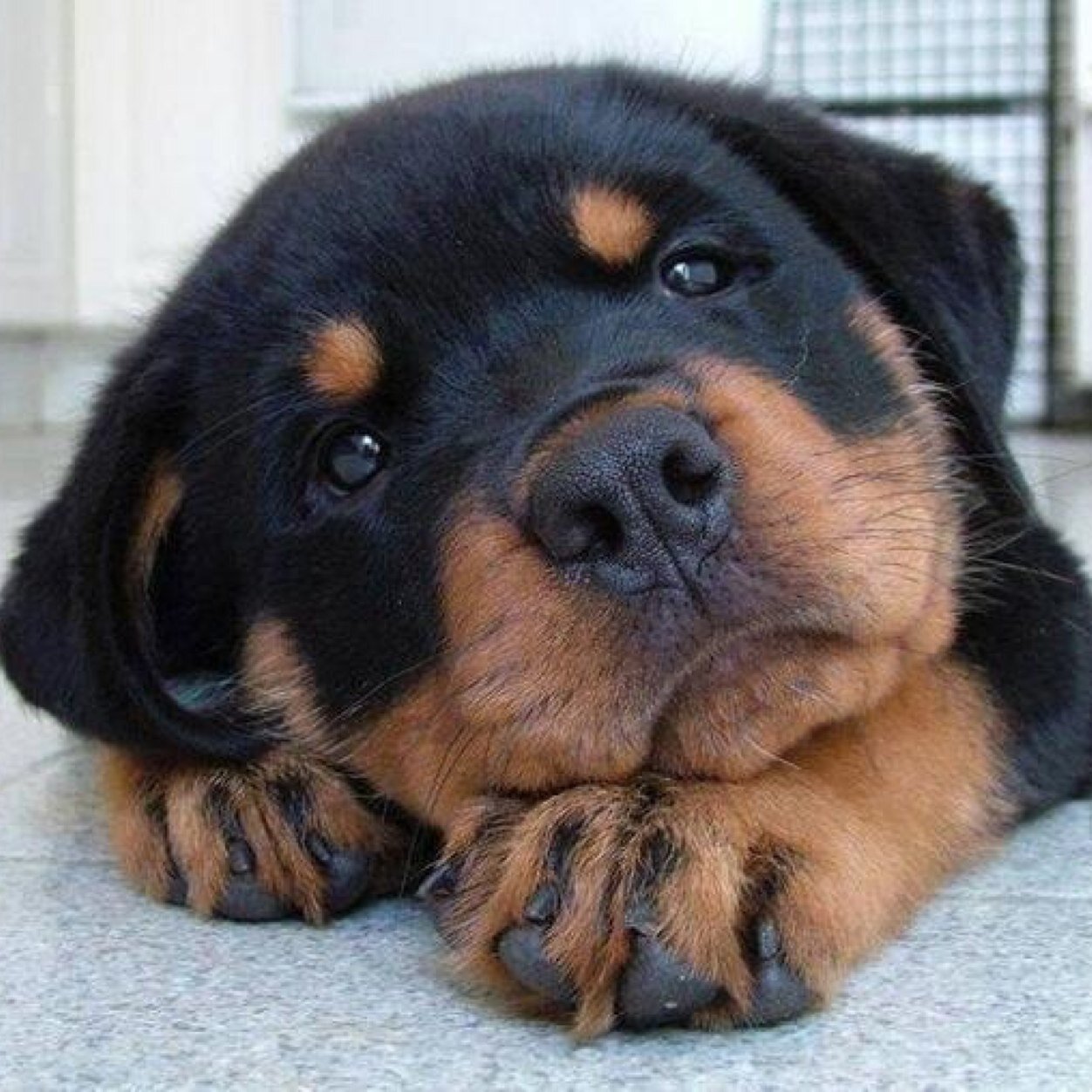 Who ever loves rottweilers here you go! Also these images i have are off of the inernet so if any one asks
