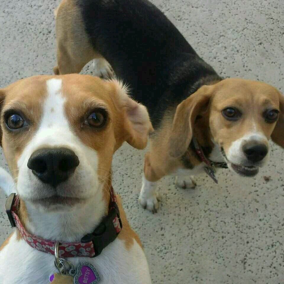 betsylucybfp's profile picture. Betsy & Lucy are two beagles who survived animal experimentation. They have been given a second chance at life thanks to the Beagle Freedom Project.