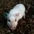 PotBpigpatch's profile image