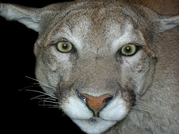 ahspanthernews's profile picture. Follow @ahspanthernews for AHS announcements and updates.