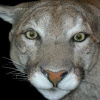 Austin Panthers (@ahspanthernews) 's Twitter Profile
