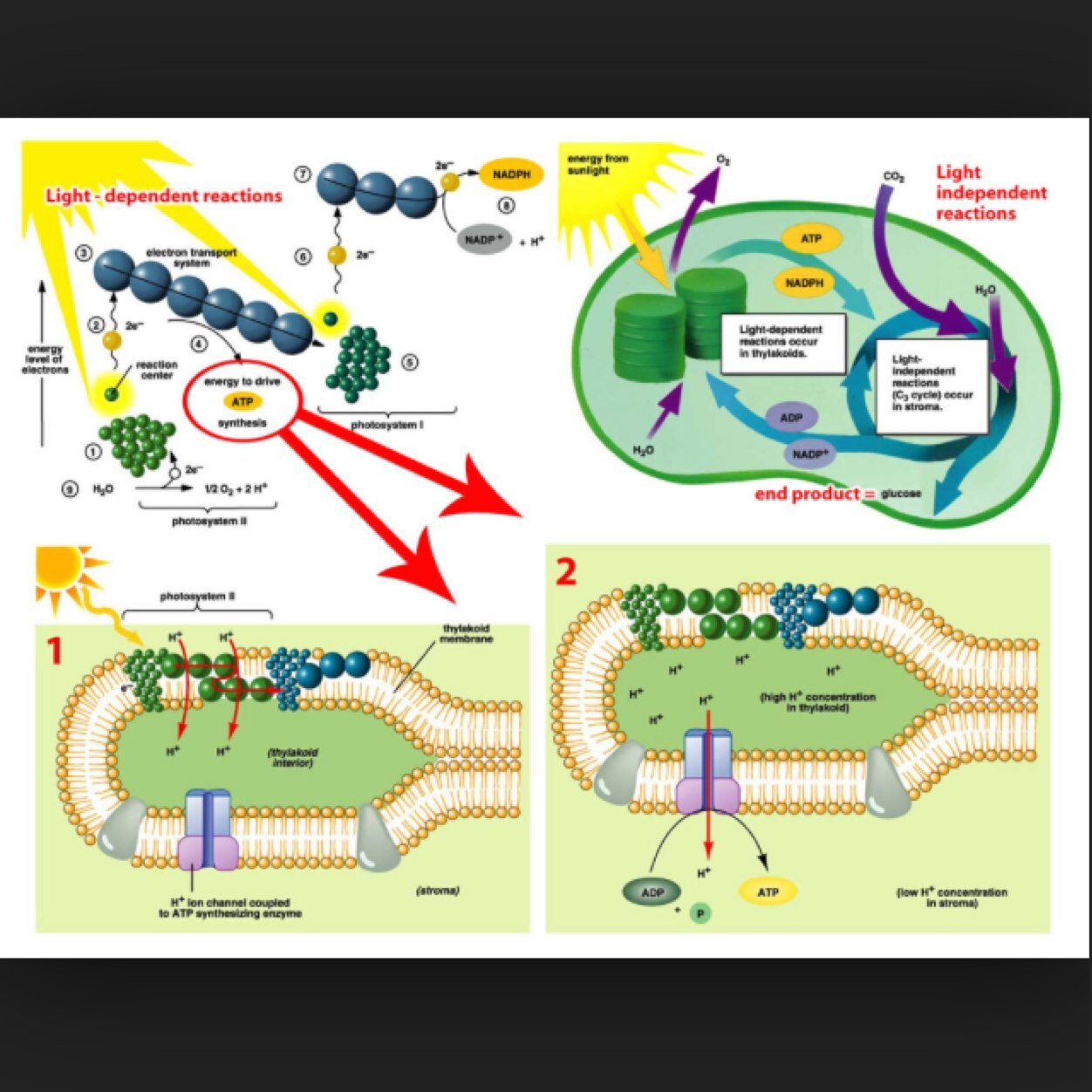 - 6H2O + 6CO2 lightenergy C6H12O6 + 6O2 - The process where light energy from the sun is converted to chemical energy. - Glucose Producer