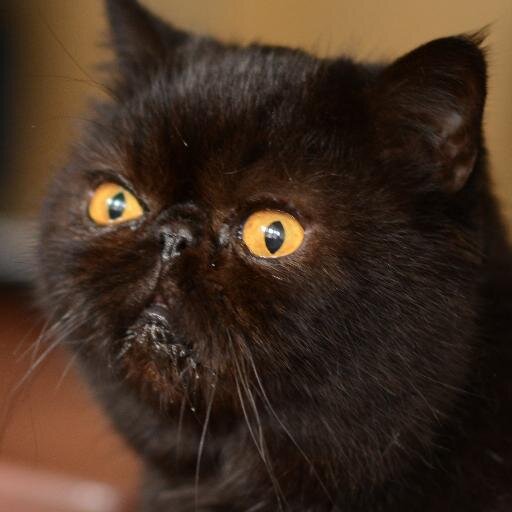 darkprismphoto's profile picture. i photograph lots of beautiful people… and the occasional nutjob 🤡