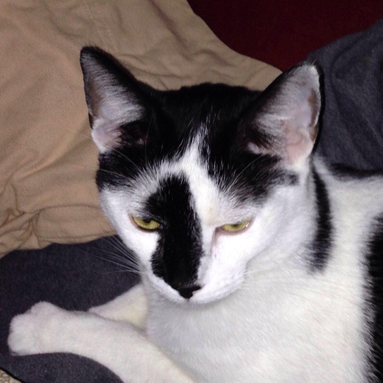 sjritzel's profile picture. SharePoint & Applications Developer