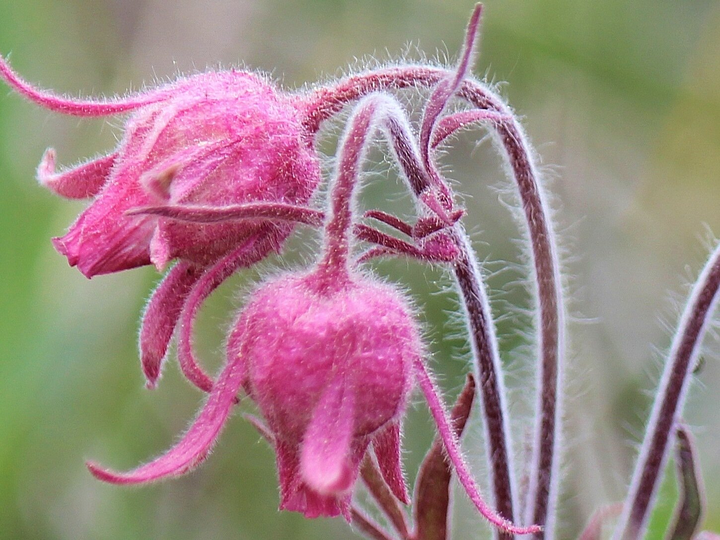 Codeby2L's profile picture. Floral Designer, Gluten free cook and baker, co-owner of Strathmore's Florist, AIFD, CAFD.