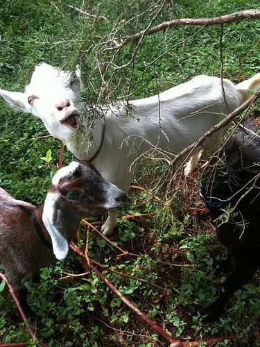 Homestead in Harford Co., MD- goats, horses, rescues & more!!