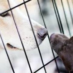 change the life of a dog or cat with medical needs in the austin area
