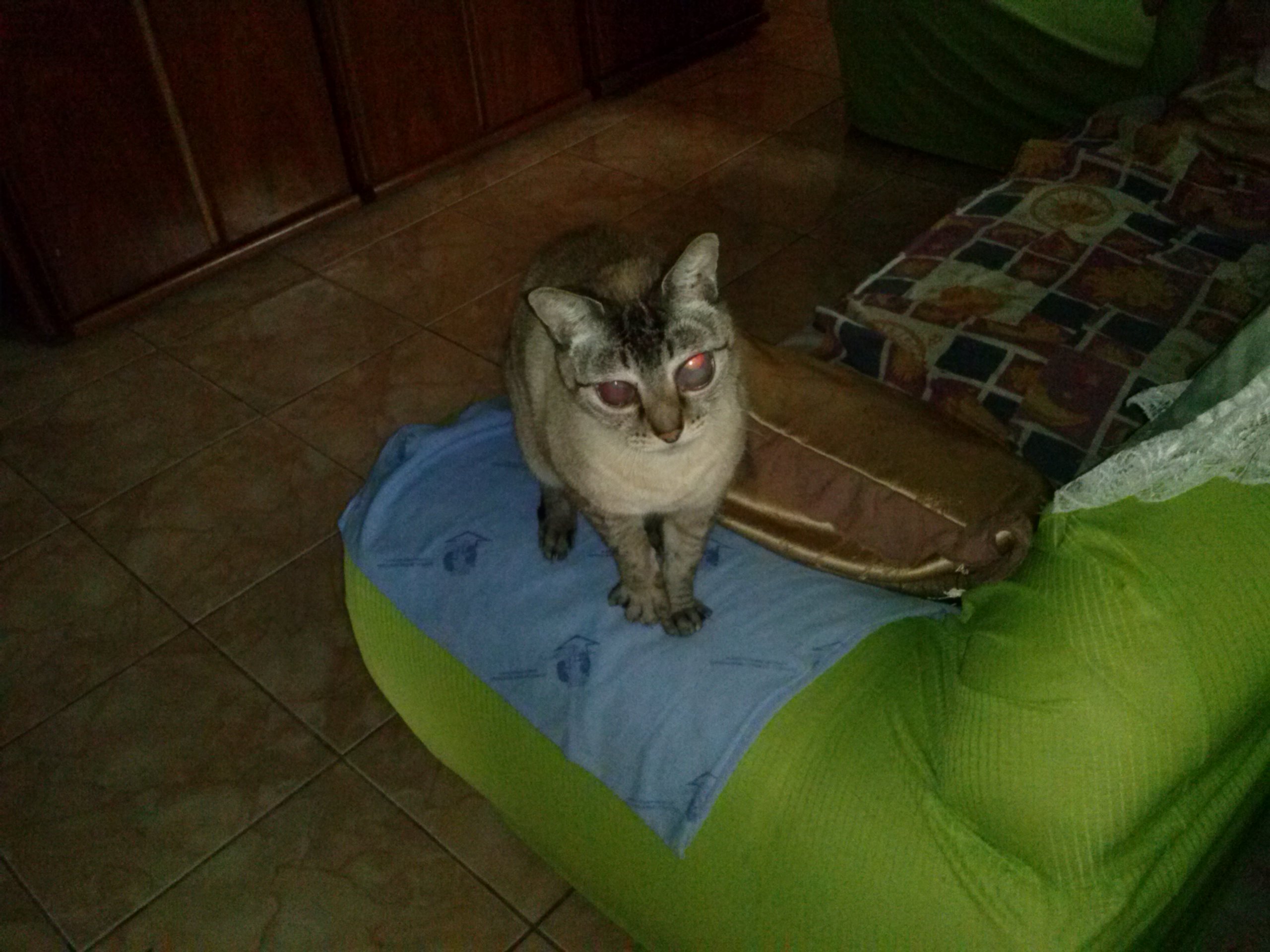 alecivaldojo's profile picture. 