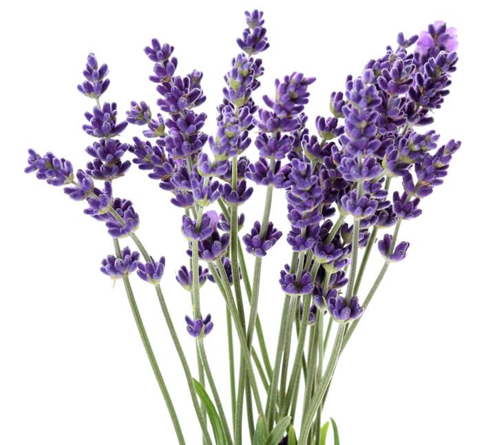 Young Living 
Distributor
Dipl. Aromaberaterin