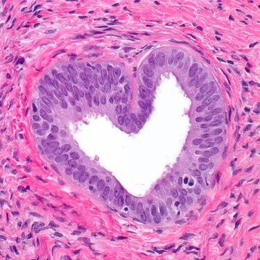 Colorado's Society of Pathologists