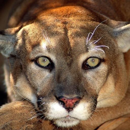 pavmalux's profile picture. 