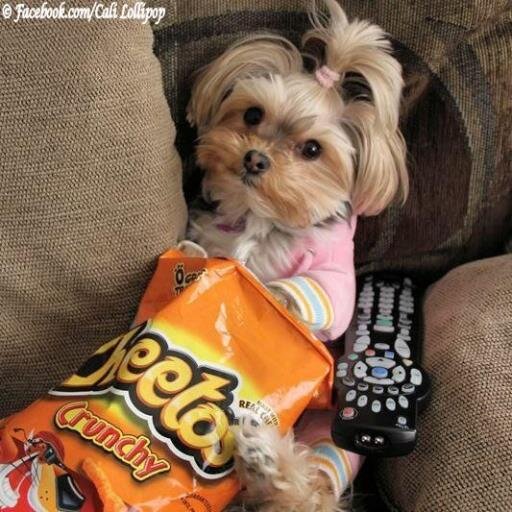 Cali_Lollipop's profile picture. ♥ Little Dog with a BIG Heart who hopes to make the world a little brighter through the sharing of smiles and giggles!