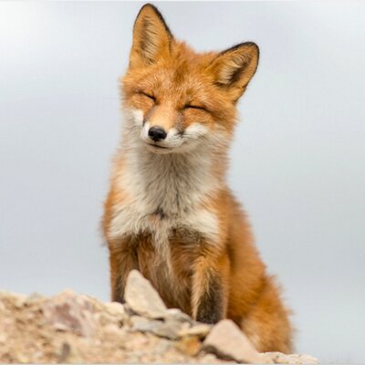 Profile Picture of Allison Roldan (@ilove_cilantro) on Twitter