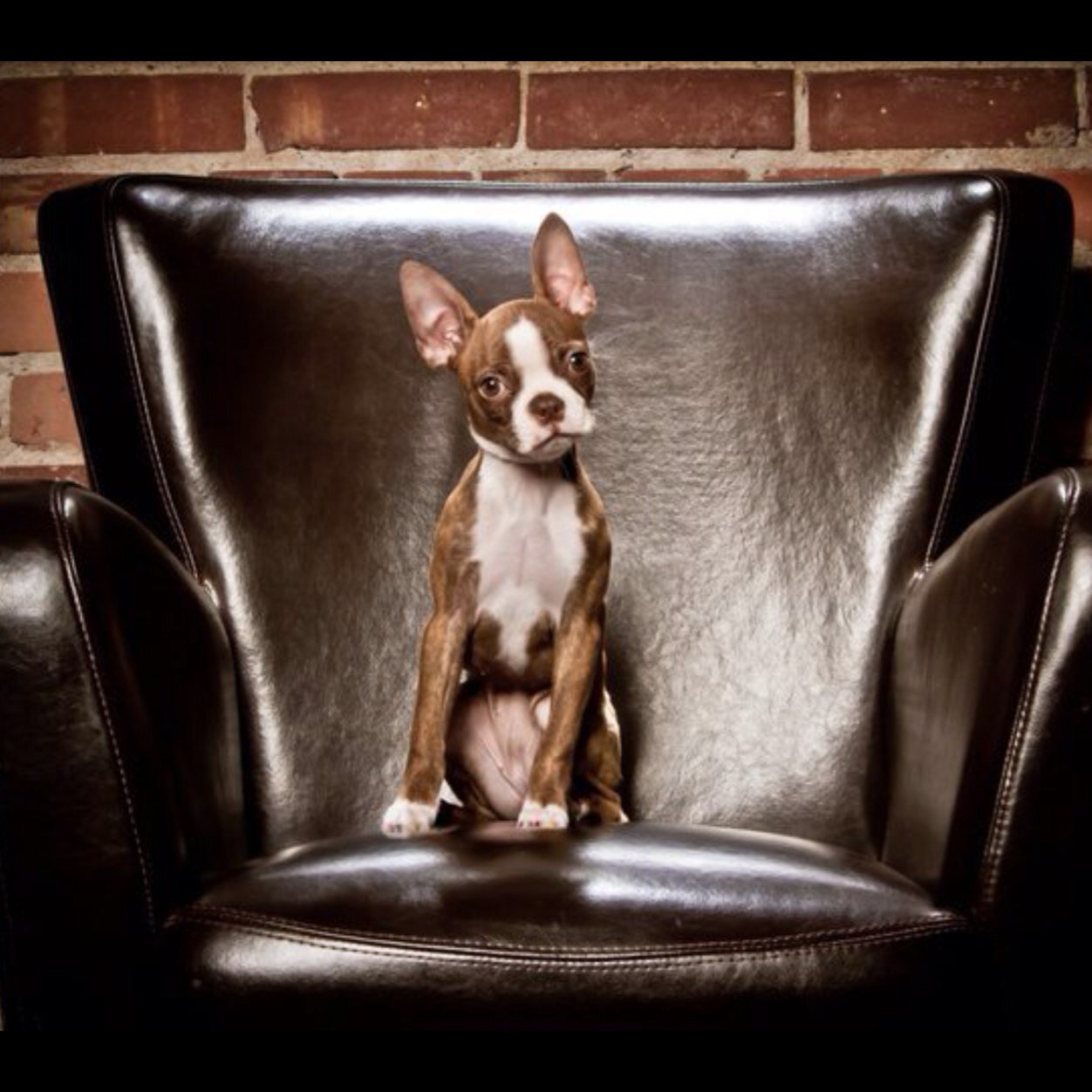 blairwhitty's profile picture. Golf and Dogs..... need I say more?