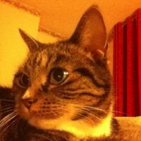 McWhiskers(@fussyMcWhiskers) 's Twitter Profile Photo