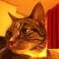 McWhiskers (@fussymcwhiskers) 's Twitter Profile Photo McWhiskers (@fussymcwhiskers) 's Twitter Profile Photo