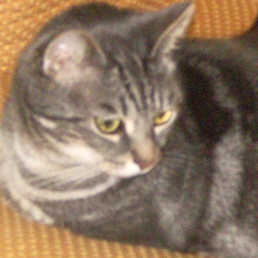 Education nationale.    
Gaulliste.
LR.
Grand Est.
Aime les chats.
Mistigris🐾 Pour toujours ❤❤❤❤❤❤❤❤❤❤❤❤❤❤
Dominique Lunel 💖
Aristote 🐾
Grizzly et Papou 😸😻