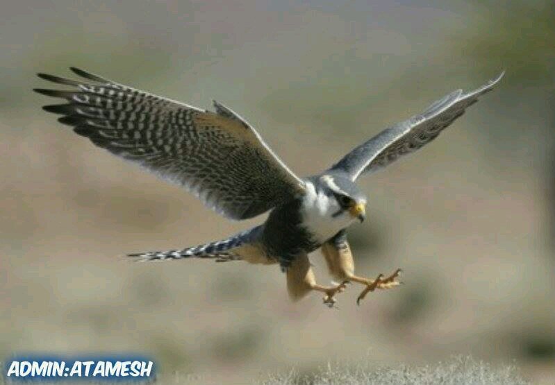 ‏‏‏لا حوﻻ ولا قوة إلا بالله