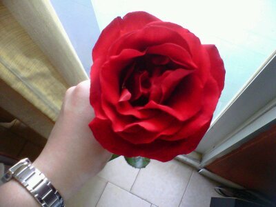 maryesifontes's profile picture. 