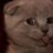 railoorepin's profile image