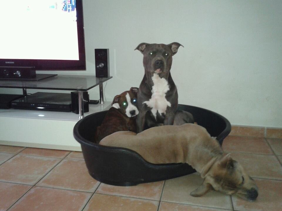 Loveamstaff's profile picture. http://t.co/o2NWJ93pMo