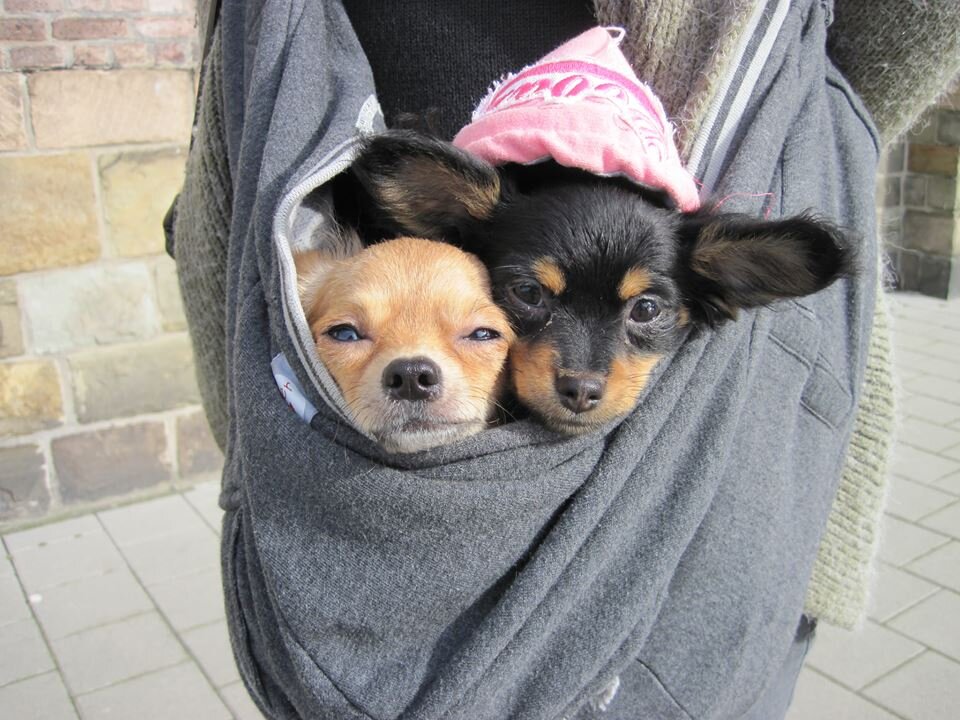 Welcome to our world!!!
we are Tilla and Nikki :-) 
we love to eat, sleep, play and fight :-)