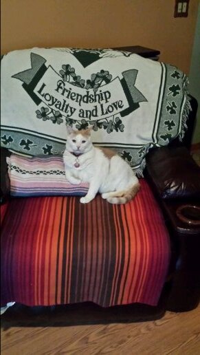 lizmolinalm42's profile picture. 