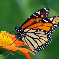 Tracy larosh (@reneetl1970) 's Twitter Profile