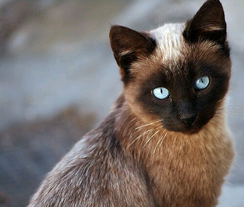 La gatita presumida. Vengo de una familia rica y adinerada. Siempre he tenido lo mejor y lo que he querido, pero me encanta vivir aventuras nuevas.