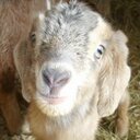 Tammy Howell - @FarmHowell - Twitter
