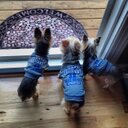 Traci Haas - @TraciHaas - Twitter