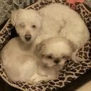 Sherwin Lu - @sherwinlu - Twitter