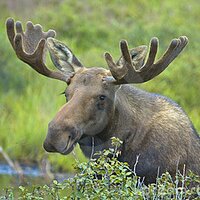 Elusive Moose (@elusivemoose902) 's Twitter Profile