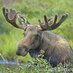 Elusive Moose (@elusivemoose902) Twitter profile photo